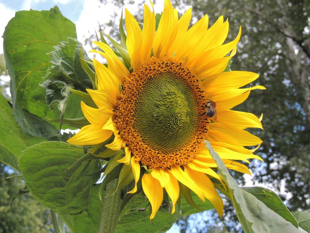 Studio with Garden View,329088829:JPEG